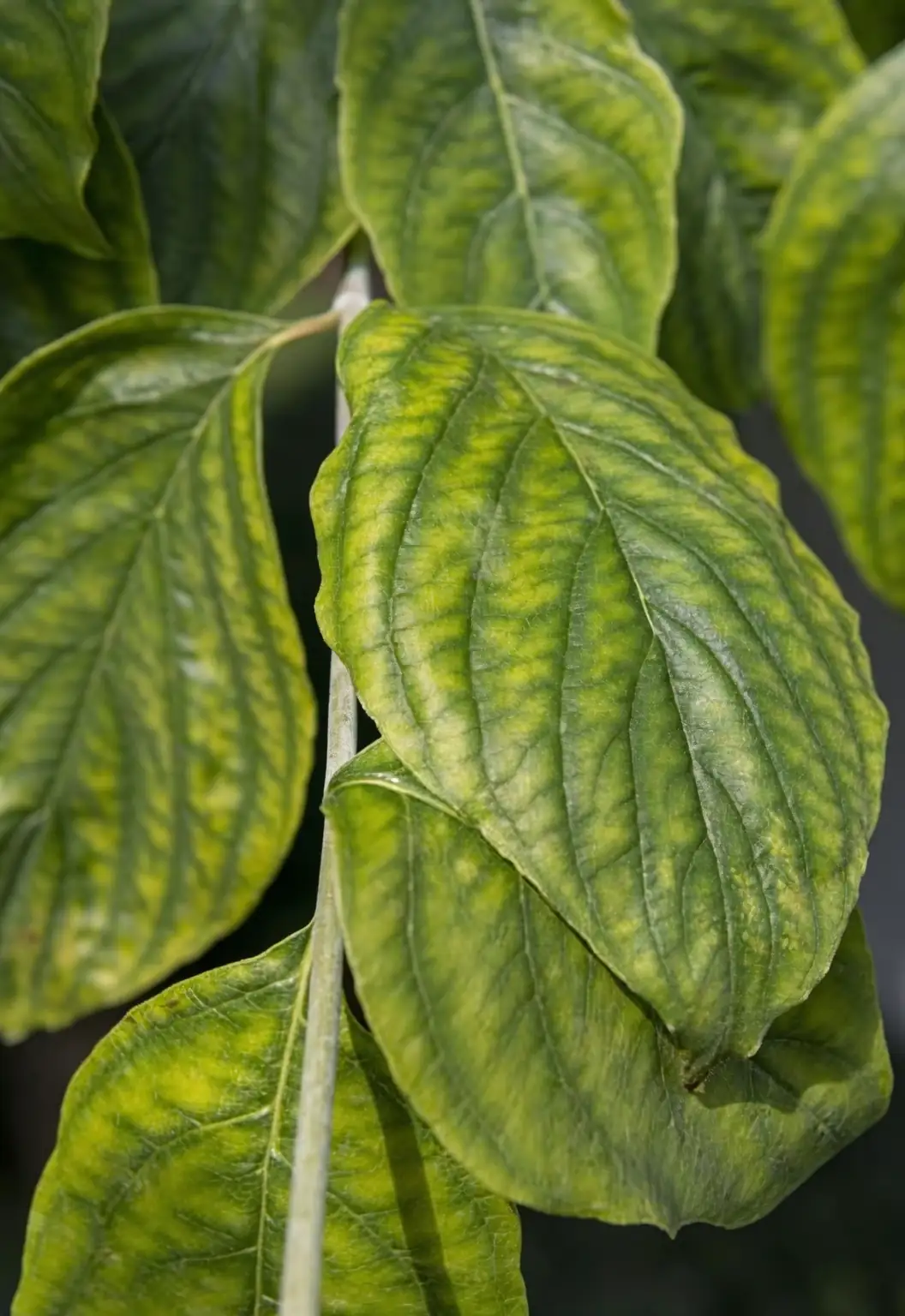 clematis interveinal chlorosis leaf close-up