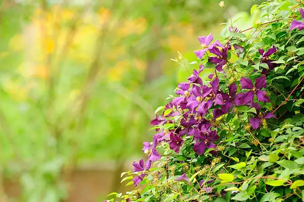 clematis shaded roots sunlit flowers
