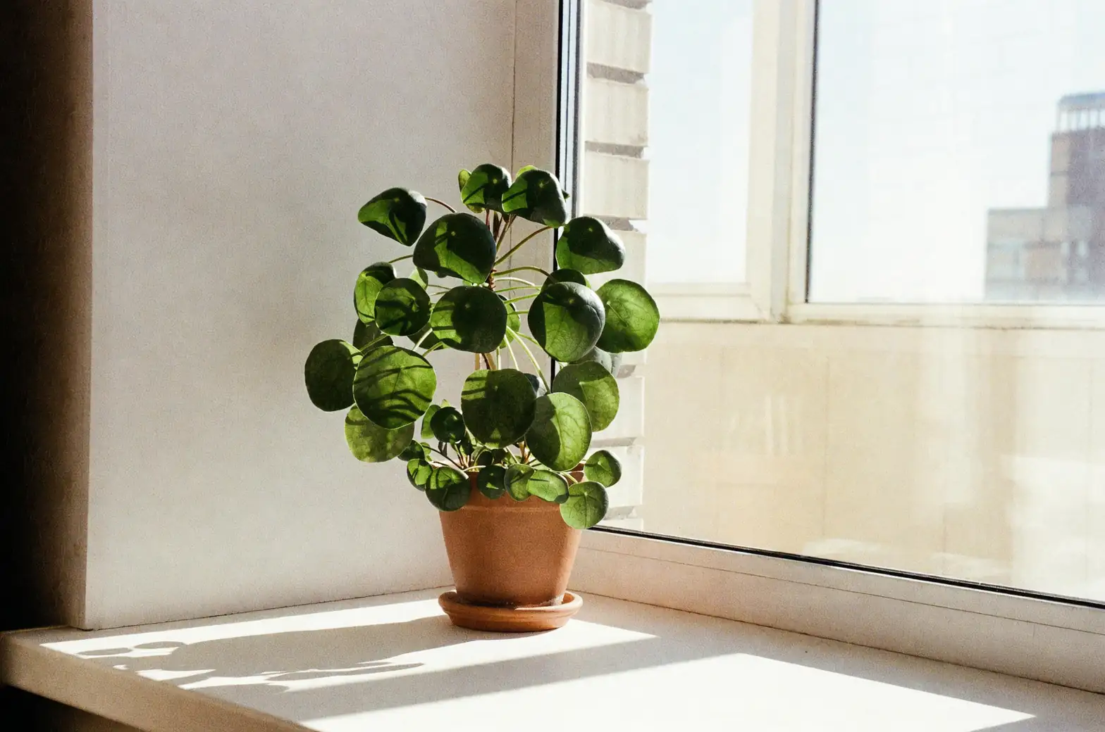 Sun-Kissed and Thirst-Smart: The Jade Plant Care Playbook (Light, Soak-and-Dry, Winter Blooms!)
