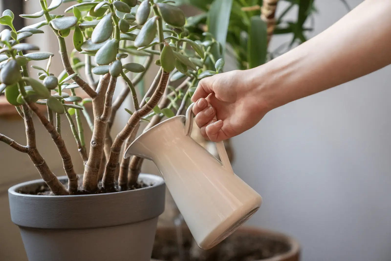 jade plant watering drainage