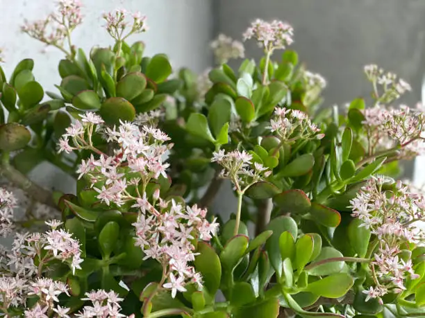jade plant winter flowers close-up