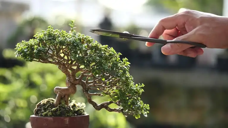 jade plant pruning bonsai style