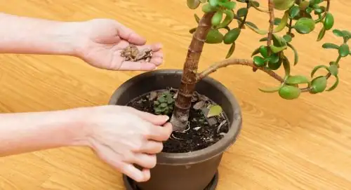 jade plant alcohol cotton swab