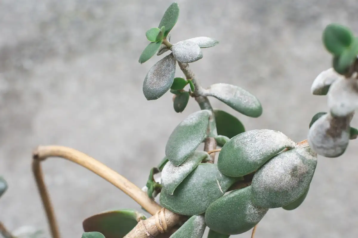 jade plant scale insects stems