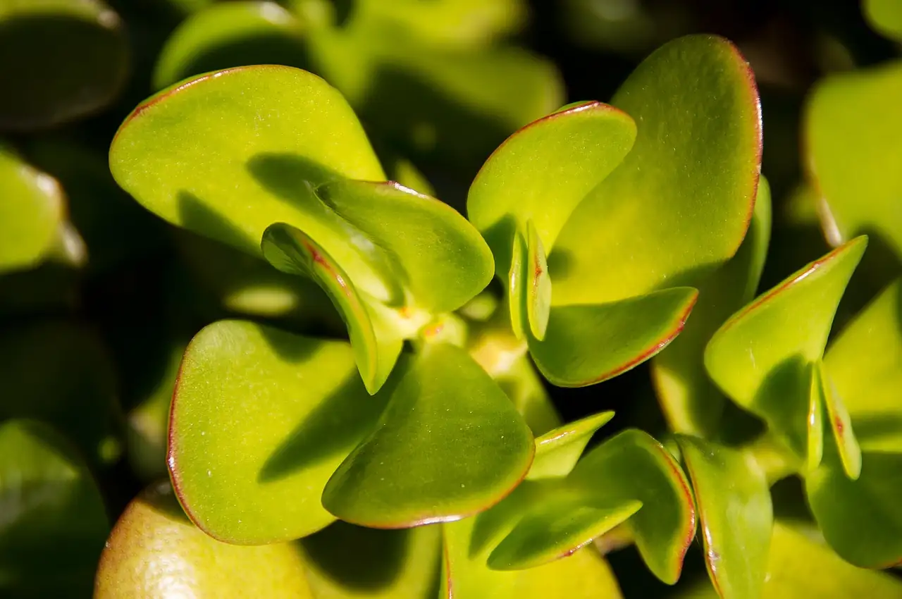 From Karoo Sun to Corner Office: The Wild Journey of the Jade Plant