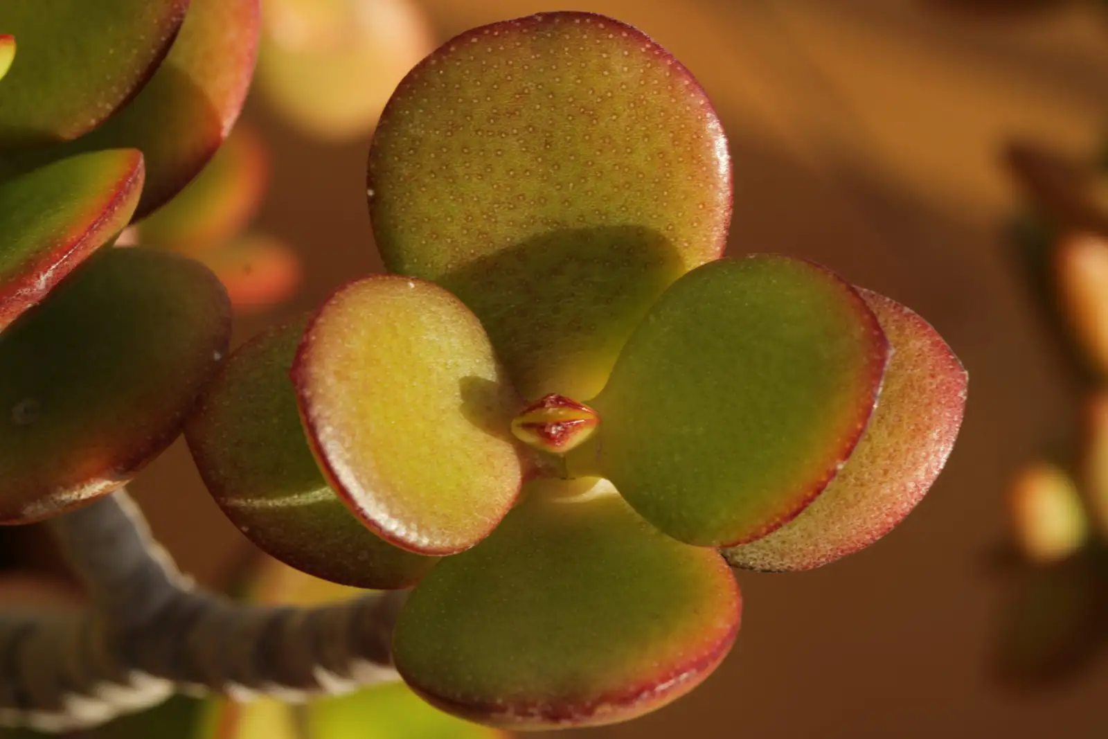 jade plant leaves red edges close-up