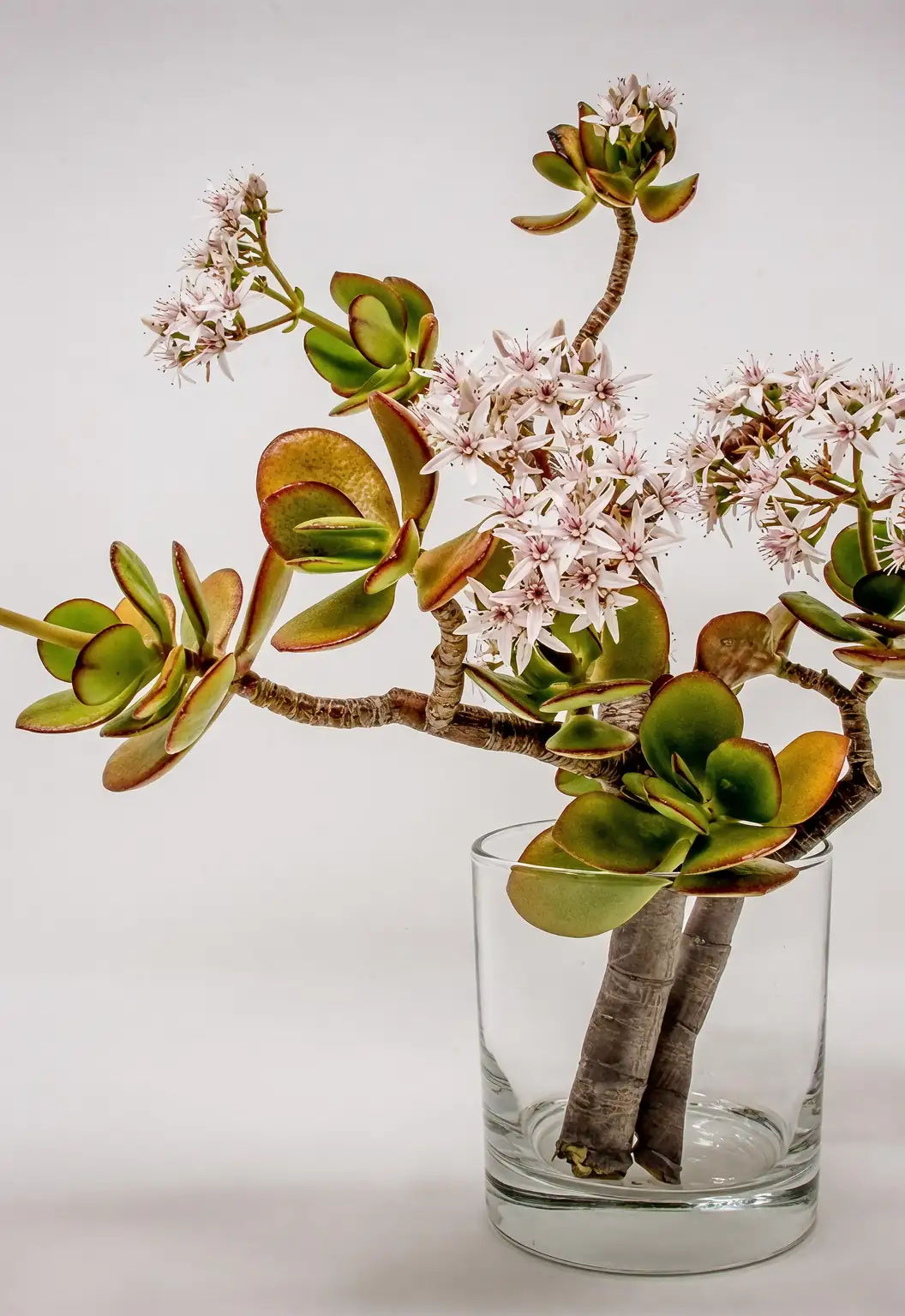 jade plant stem cutting propagation