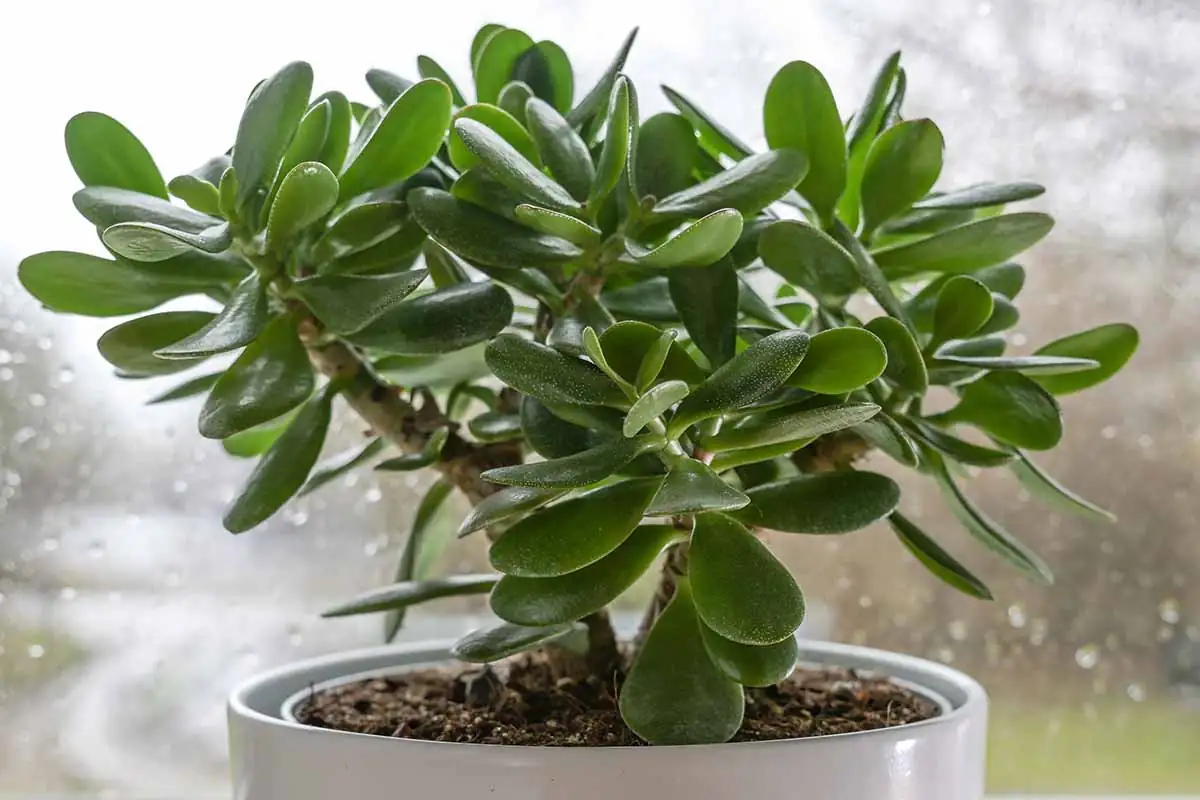 Why Do Jade Leaves Blush Red? 9 Quirks That Make Crassula ovata Irresistible