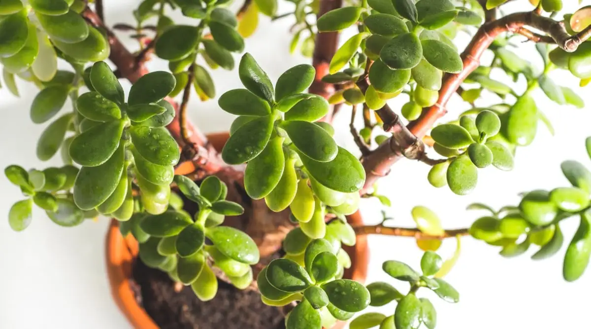 jade plant red edges close-up