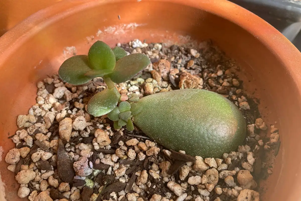 jade plant leaf cutting sprout