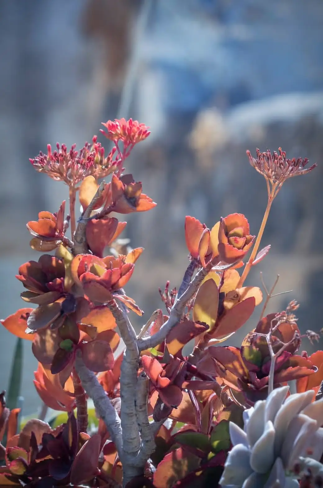 hummel's sunset jade plant