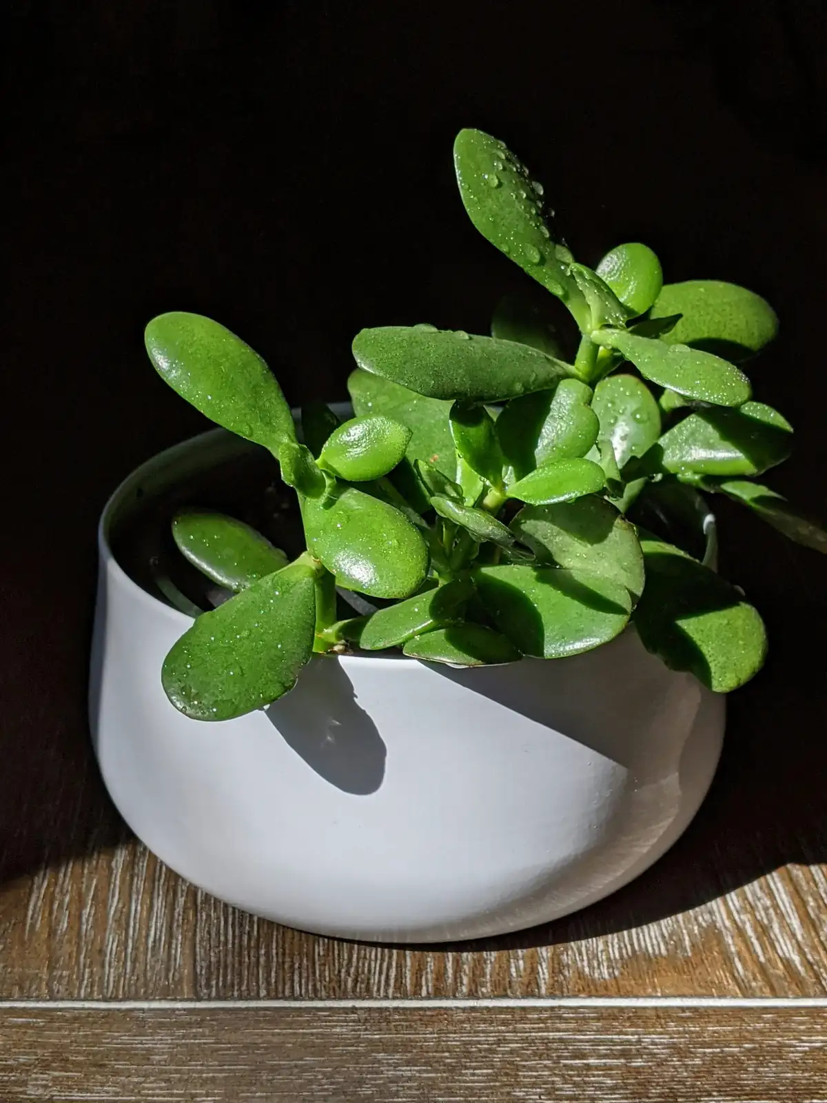 hands gifting jade plant cutting