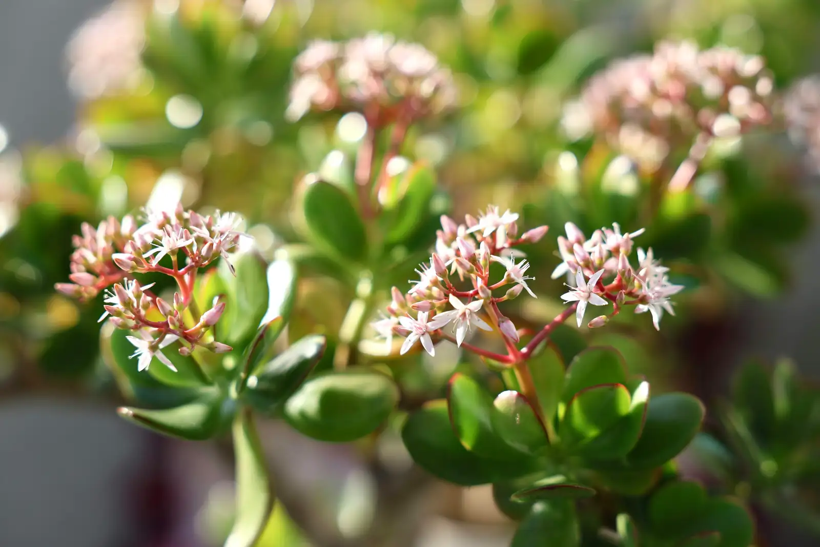 jade plant star-shaped flowers close-up