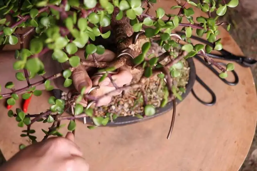 jade plant branch wiring aluminum