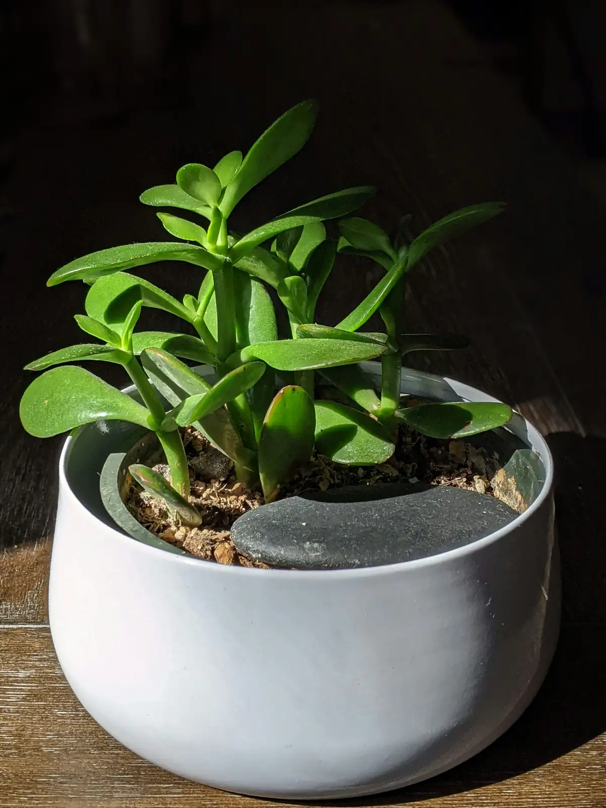 jade plant bonsai charcoal pot