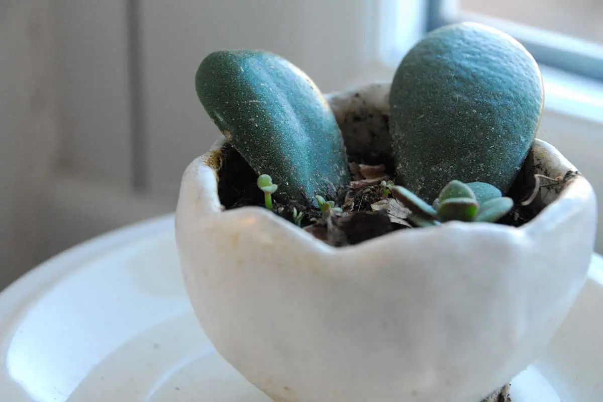 jade plant cutting callus close-up