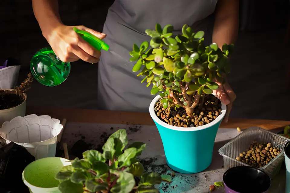 jade plant cutting perimeter watering