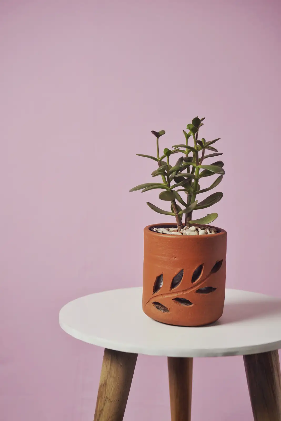 jade plant and money tree side by side