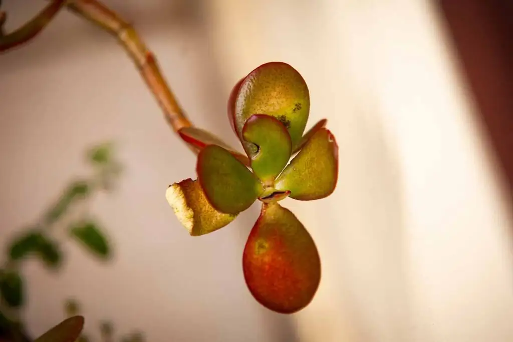 jade plant red-edged leaves close-up