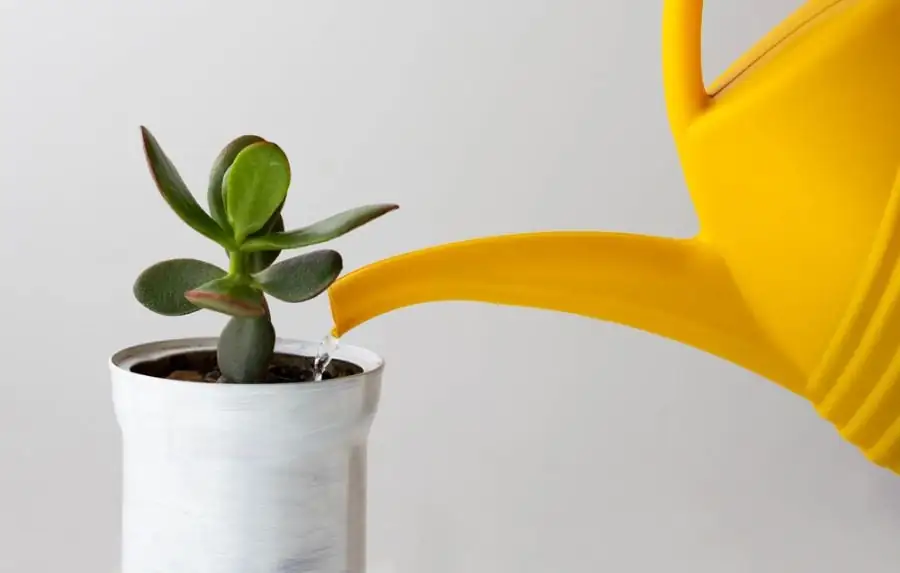 jade plant watering soak and dry