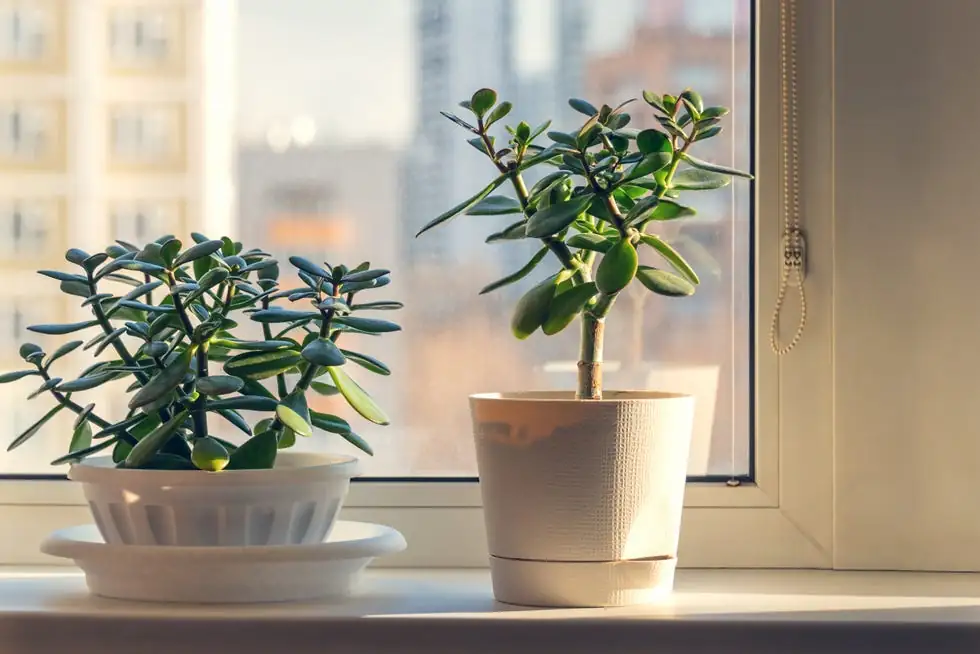 jade plant echeveria haworthia windowsill