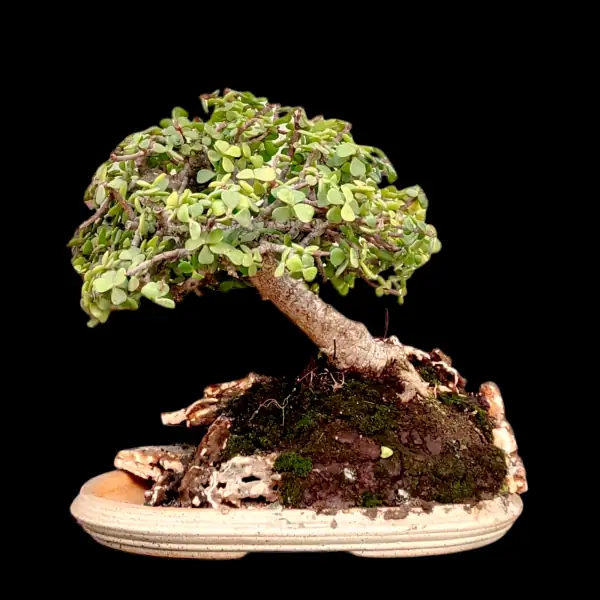 jade plant bonsai desert tray