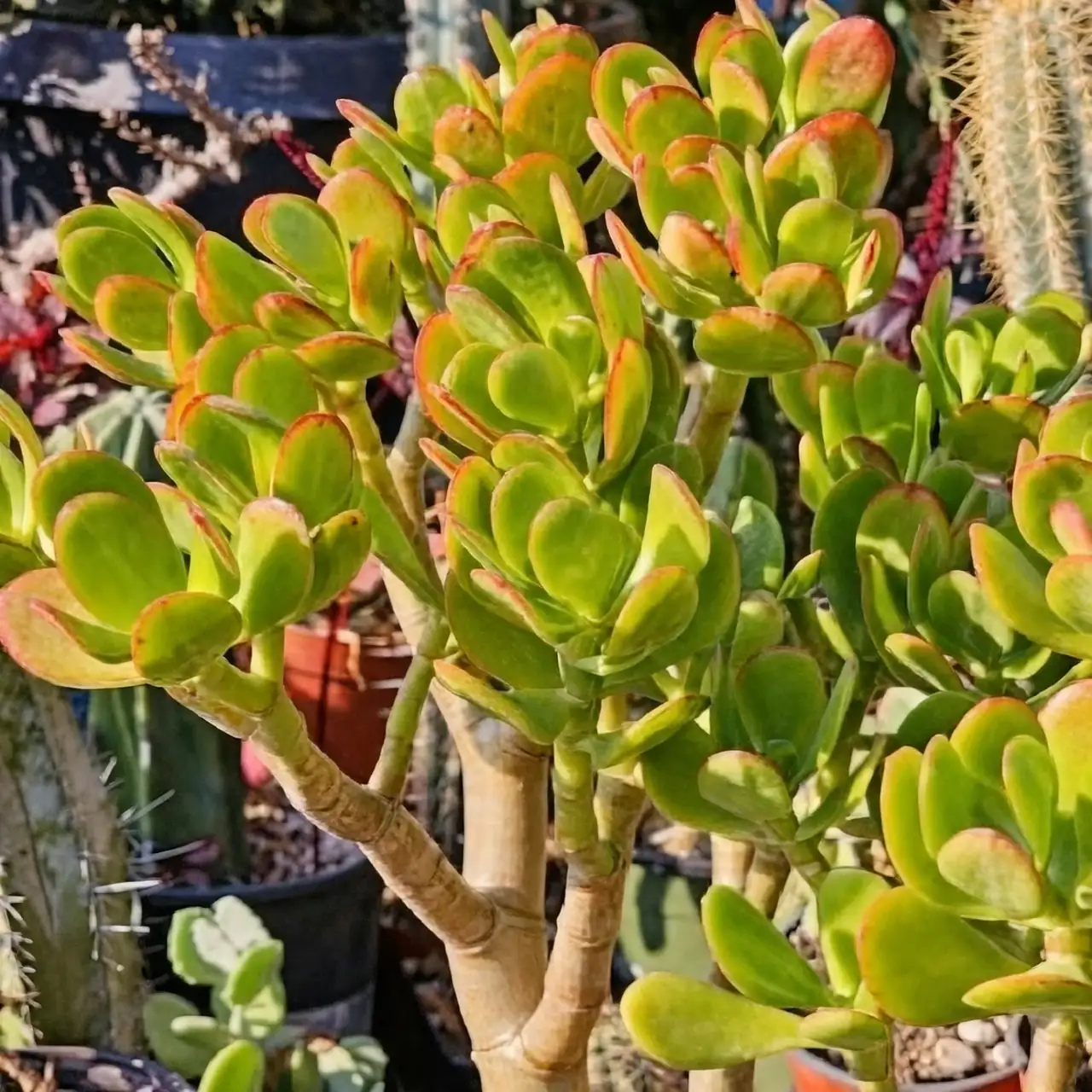 jade plant red edges terracotta