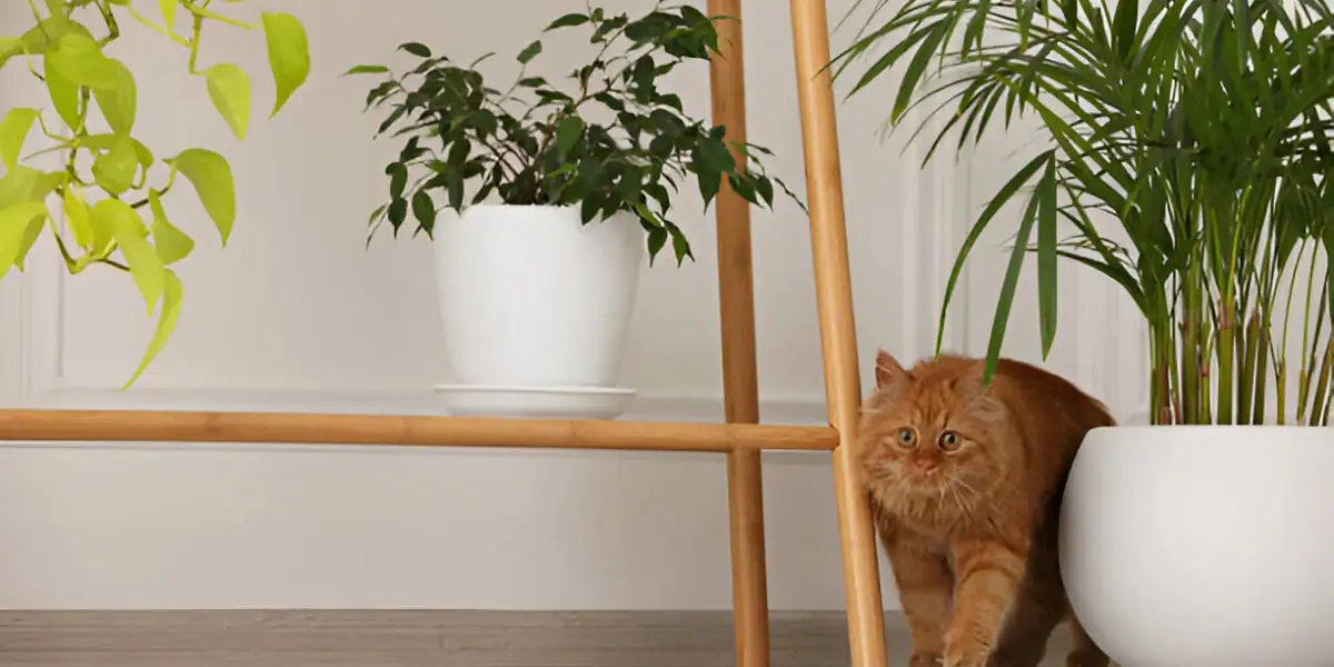 Cats, Dogs, and the ‘Lucky’ Plant: Keep Pets Safe Around Jade