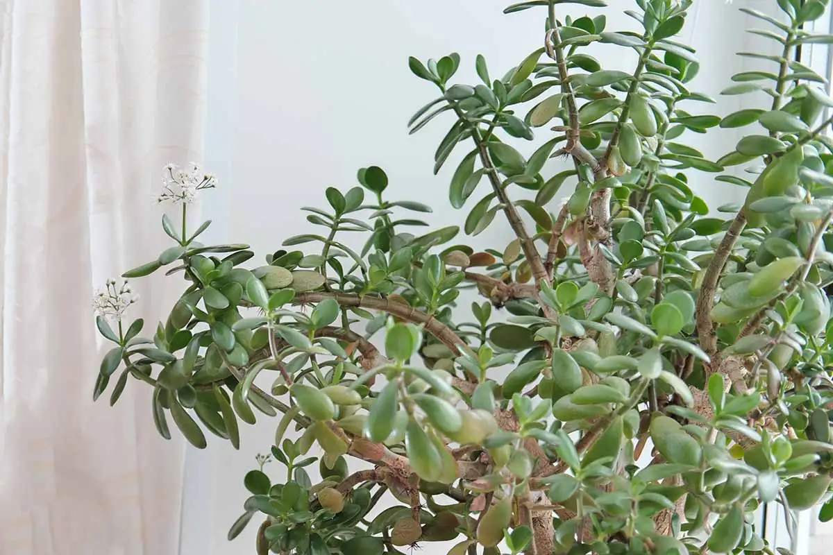 jade plant leaves woody trunk close-up
