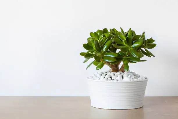 jade plant pot pebble topdress