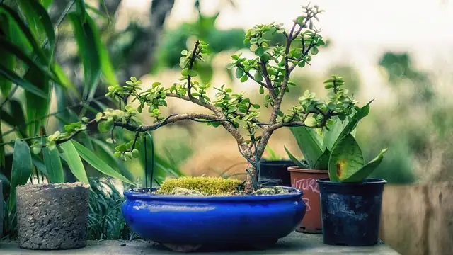 How Jade Drinks at Night: The Science Behind Its Nearly Fail-Proof Nature