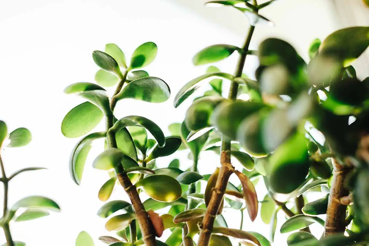 jade plant leaf close-up