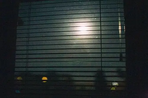 jade plant night windowsill moonlight