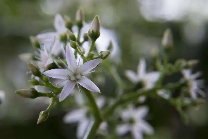 jade plant winter flowers close-up