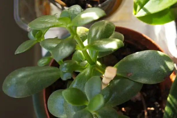 jade plant watering pot drainage