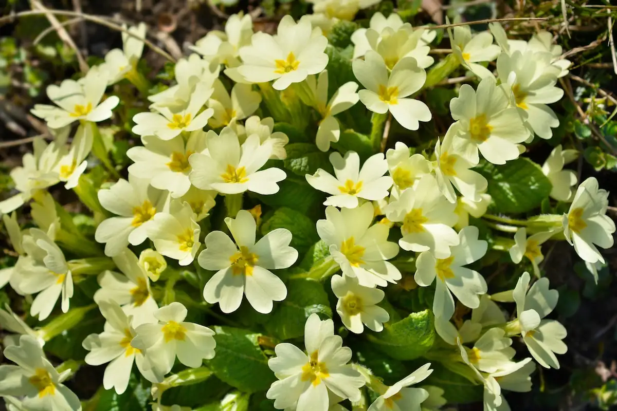 Keep Primroses Popping: The Foolproof Moisture + Shade Playbook for Spring-Long Blooms