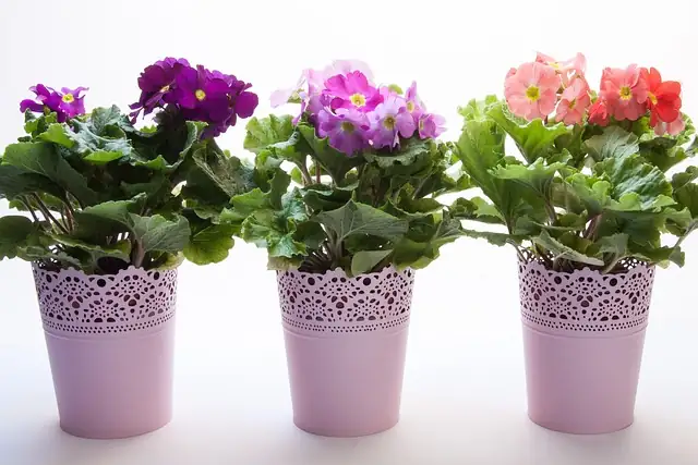 primrose potting mix perlite bark