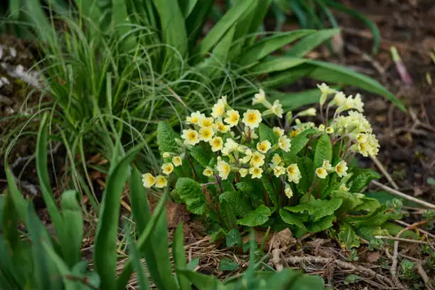 Slug Sleuths and Mold Patrol: A Primrose Rescue Guide for Damp, Cool Springs