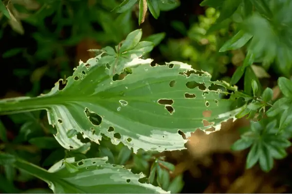 primrose slug damage leaf close-up