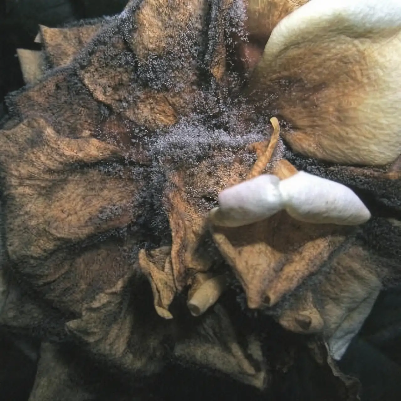 primrose gray mold on petals