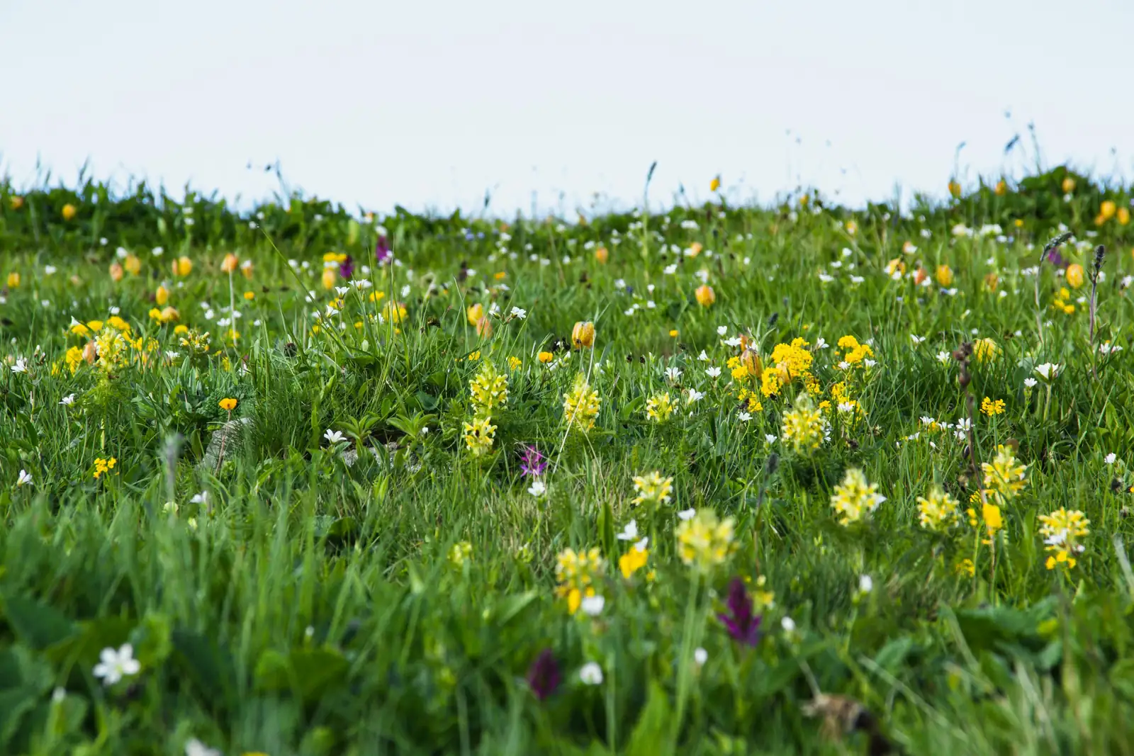 From Fairy Keys to Alpine Trails: The Wild Journeys That Made Primula a Spring Icon