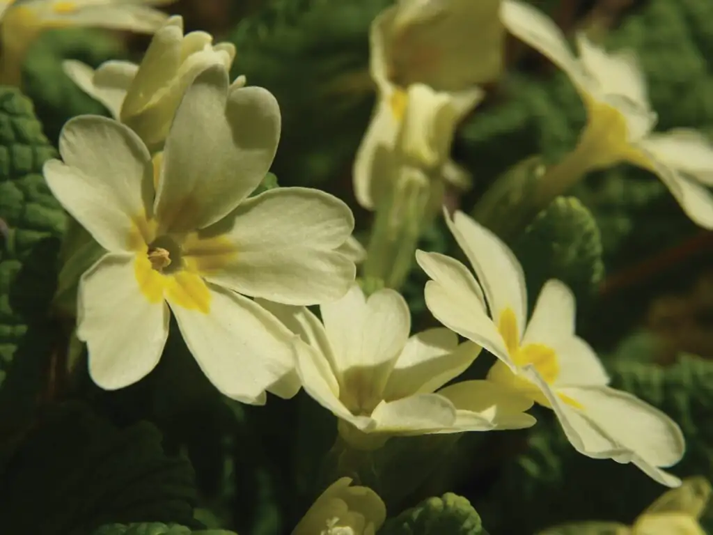 primrose rosette leaves close-up