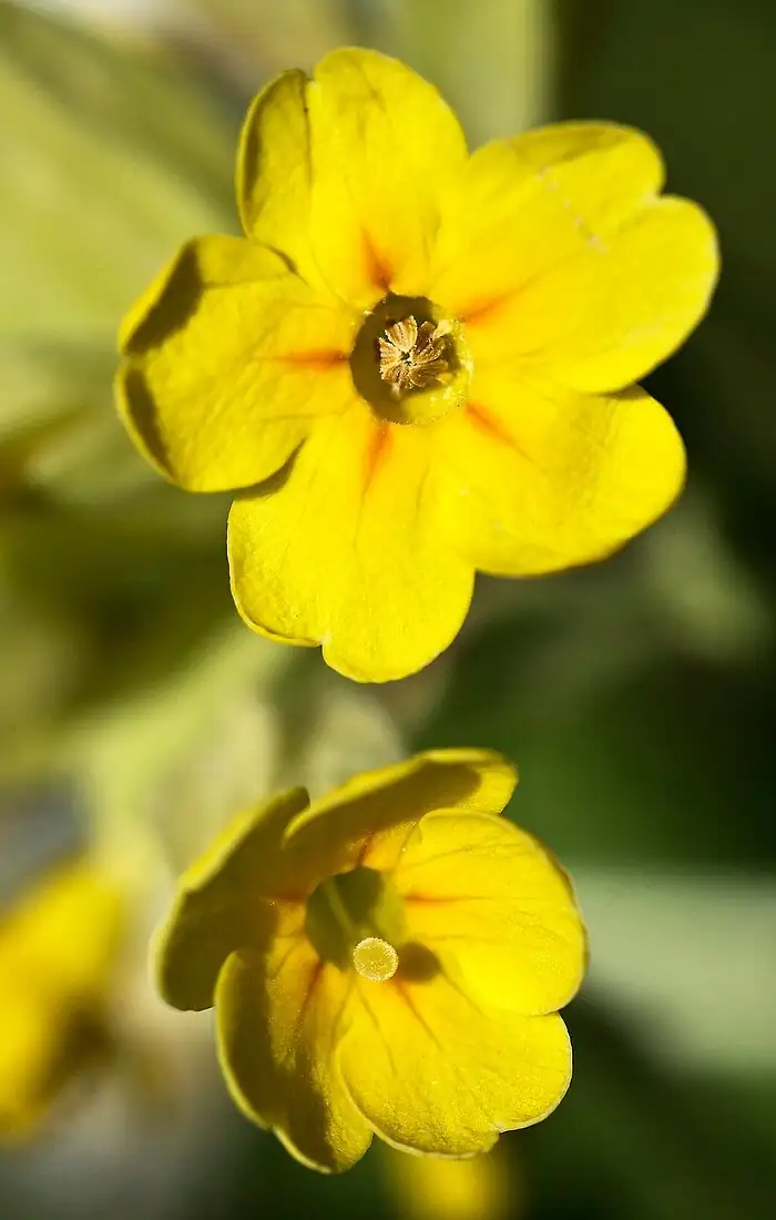 primrose pin and thrum macro