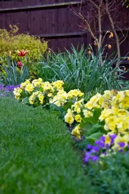 Pin vs. Thrum: The Primrose Love Trick That Outsmarts Inbreeding