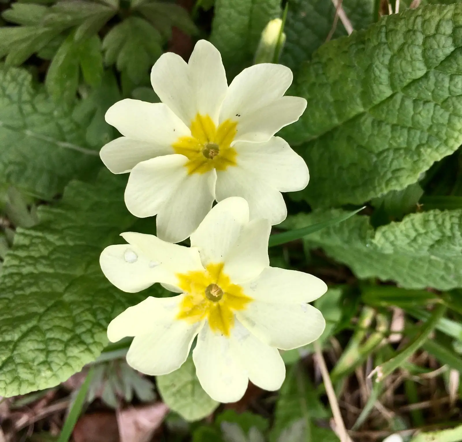 primula pin thrum close-up