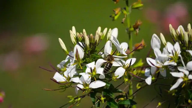 bee on primrose flower
