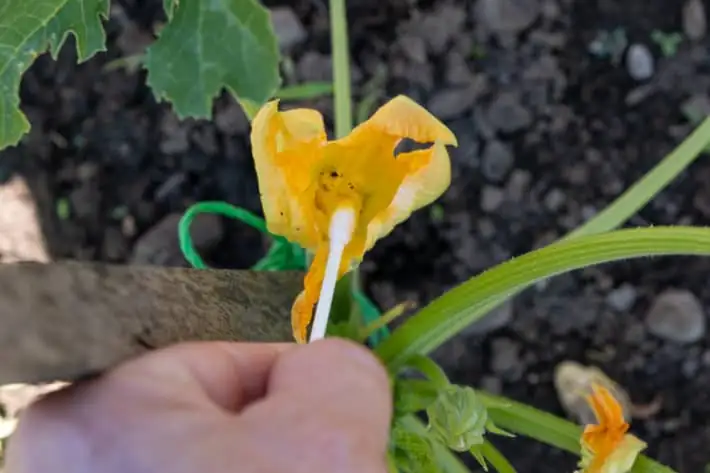 primrose hand pollination brush
