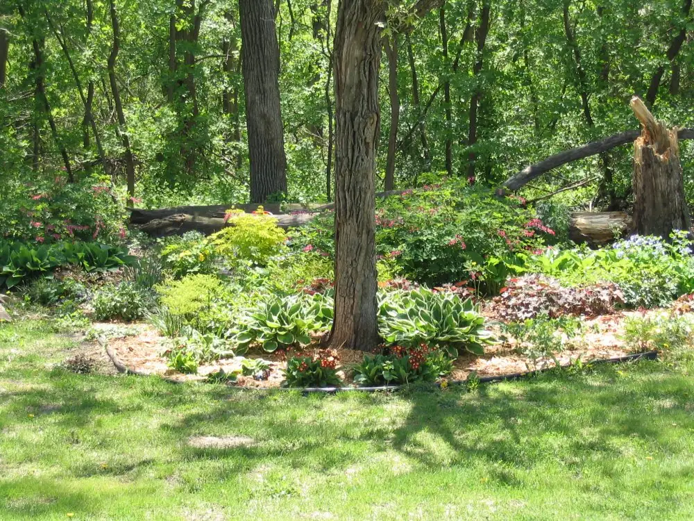 primrose shade garden bed