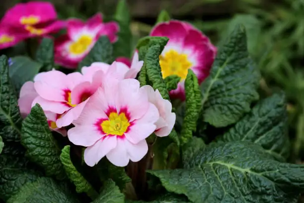 primrose flower colors close-up