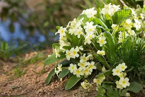 primrose woodland path England